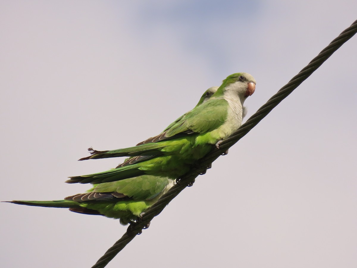 Mönchssittich - ML644668804