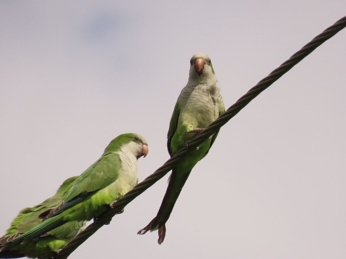 Mönchssittich - ML644668805