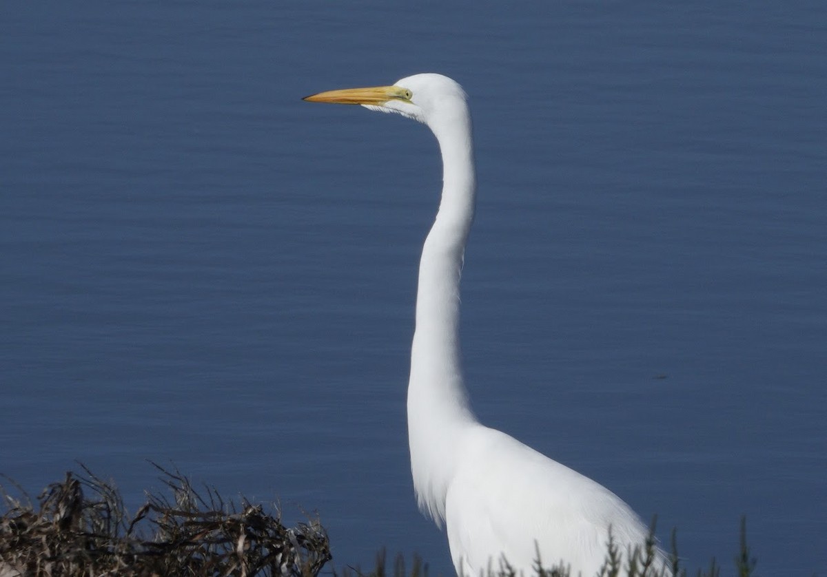 Great Egret - ML644668808
