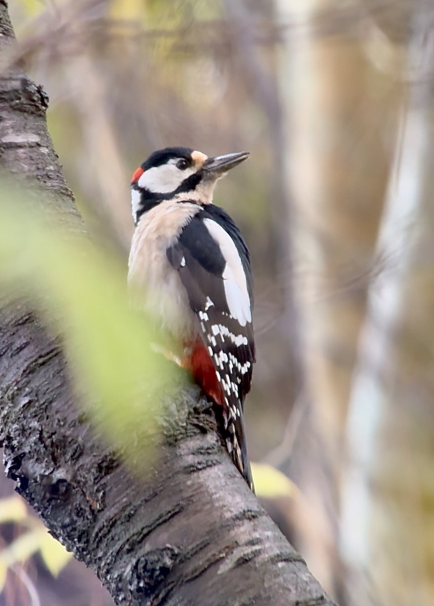 Great Spotted Woodpecker - ML644668810