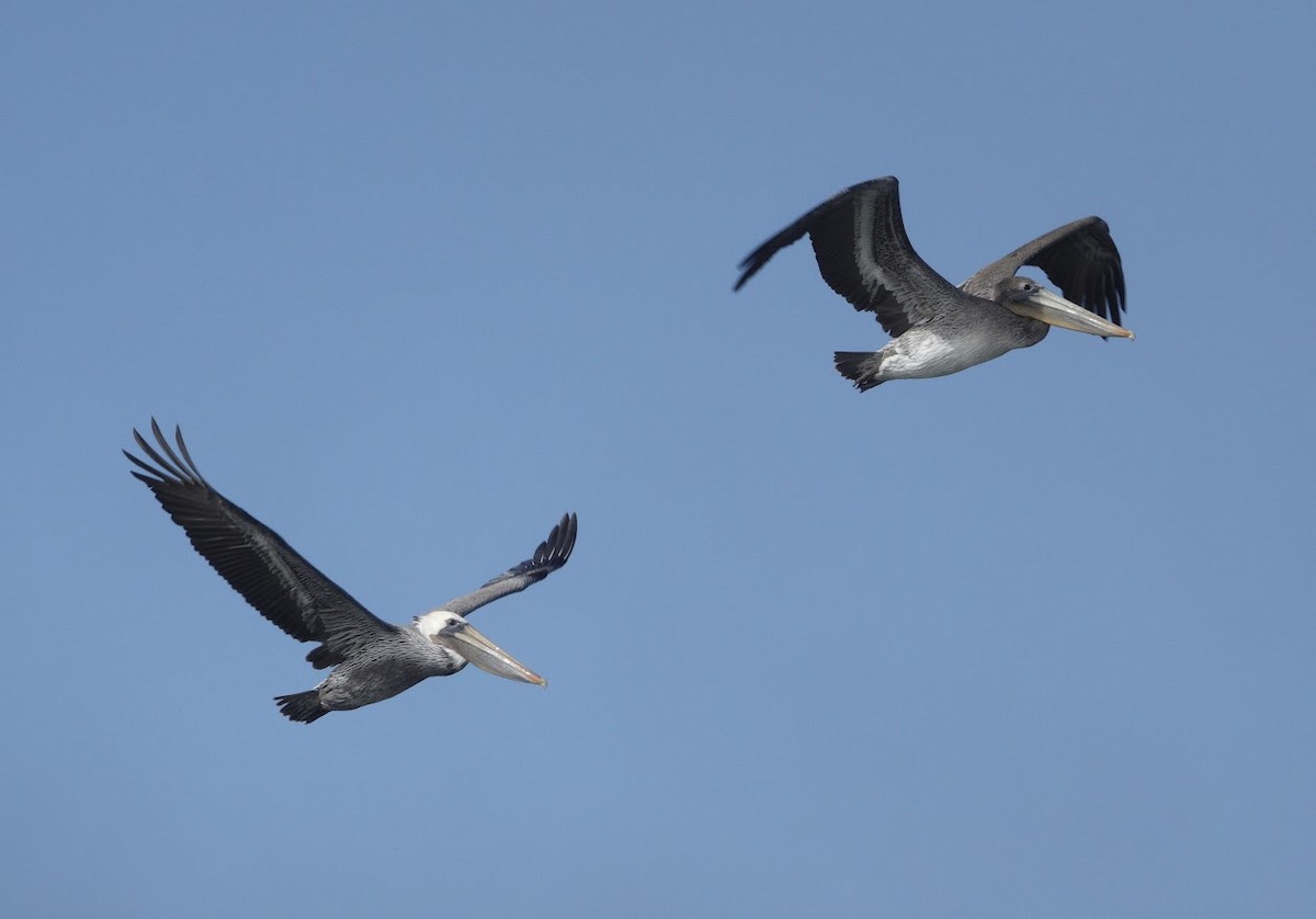 Brown Pelican - ML644668814