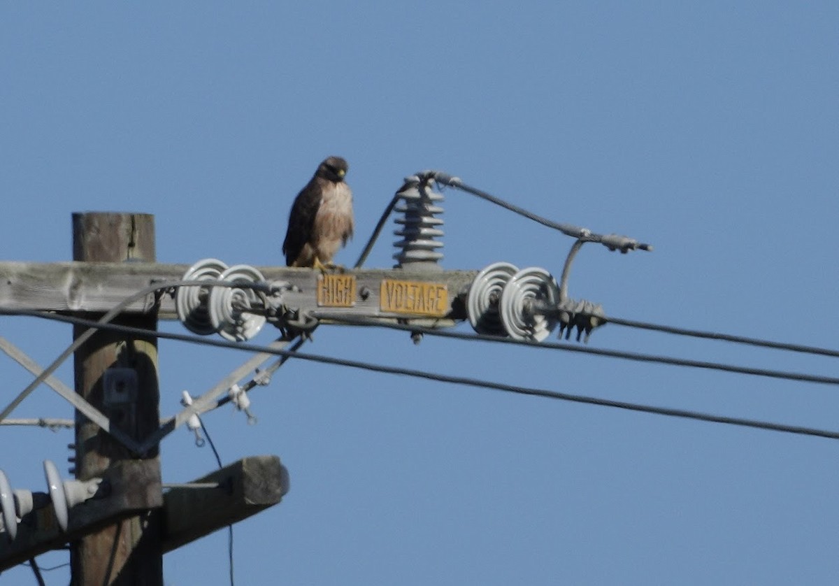 Red-tailed Hawk - ML644668817