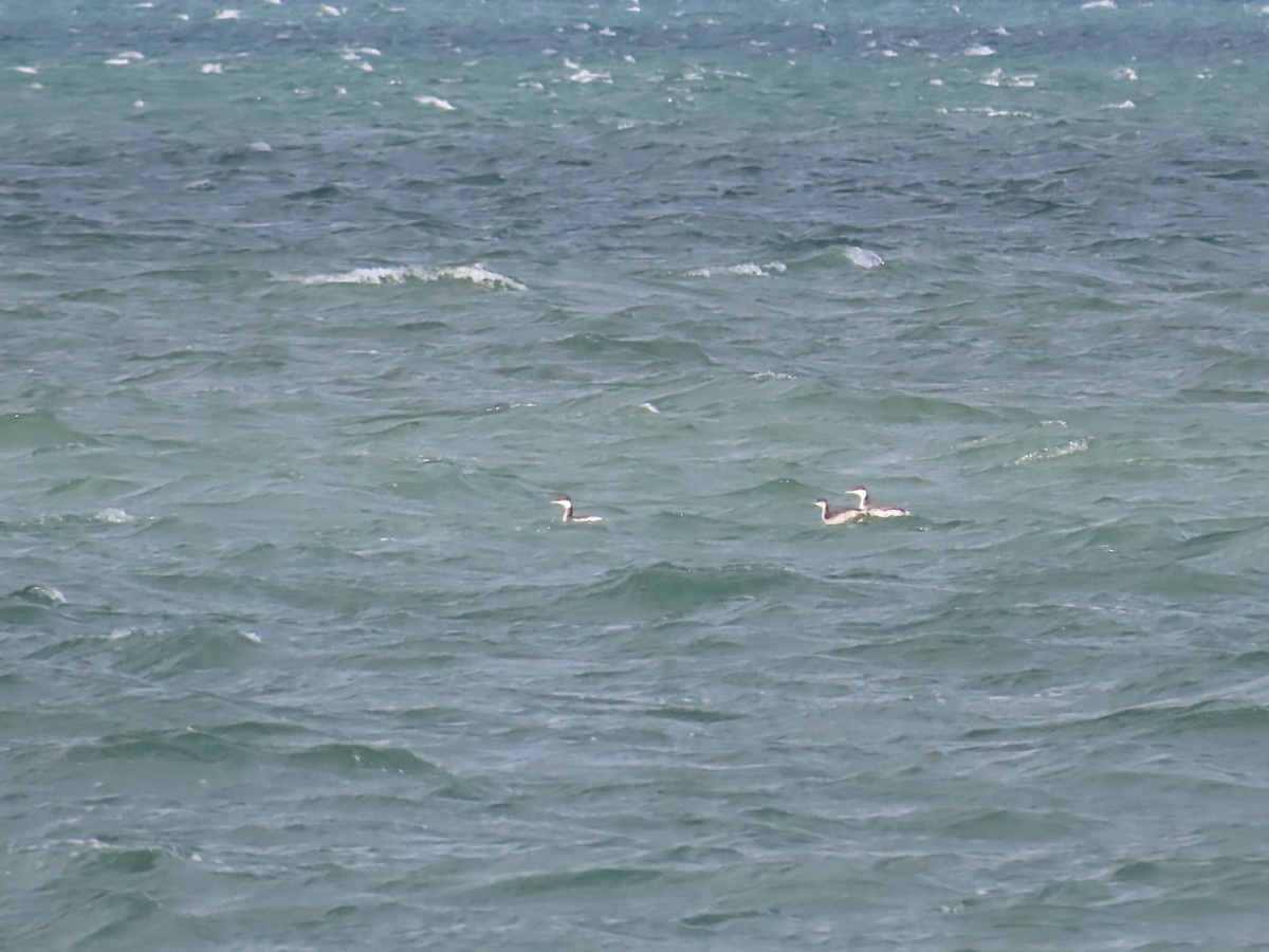 角鸊鷉 - ML644668818