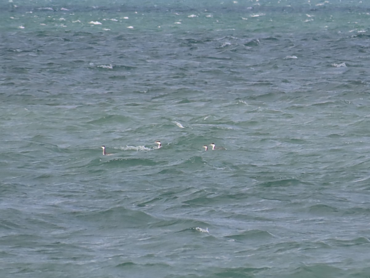 角鸊鷉 - ML644668819