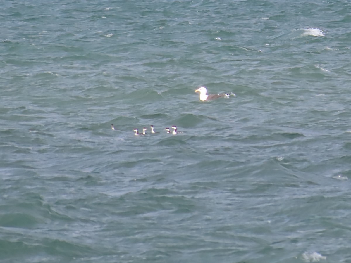 角鸊鷉 - ML644668820