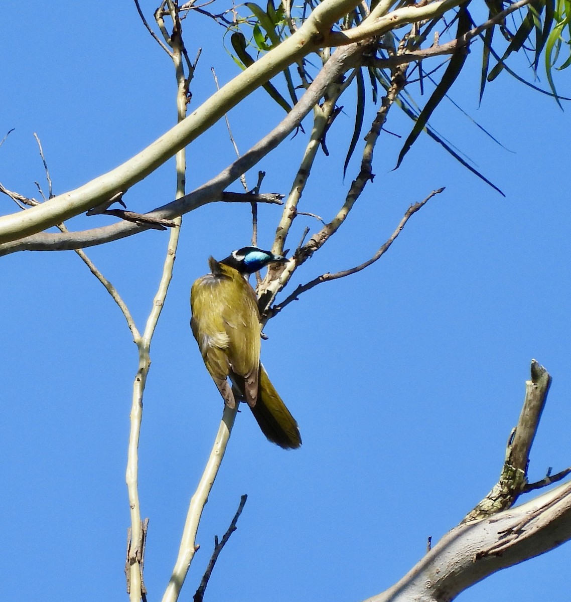 Blue-faced Honeyeater - ML644668822
