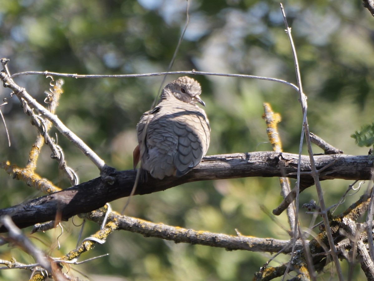 Inca Dove - ML644668824