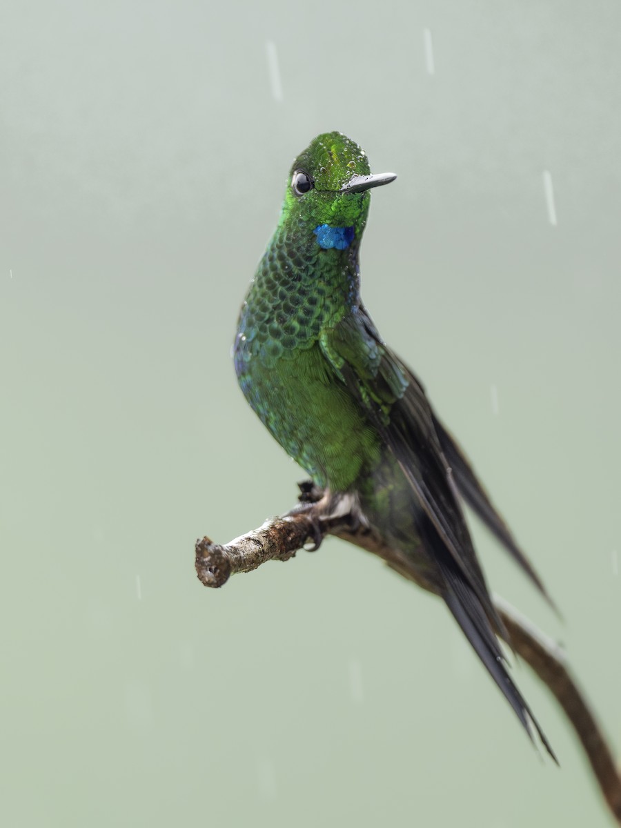 Yeşil Alınlı Pırıltı - ML644668837