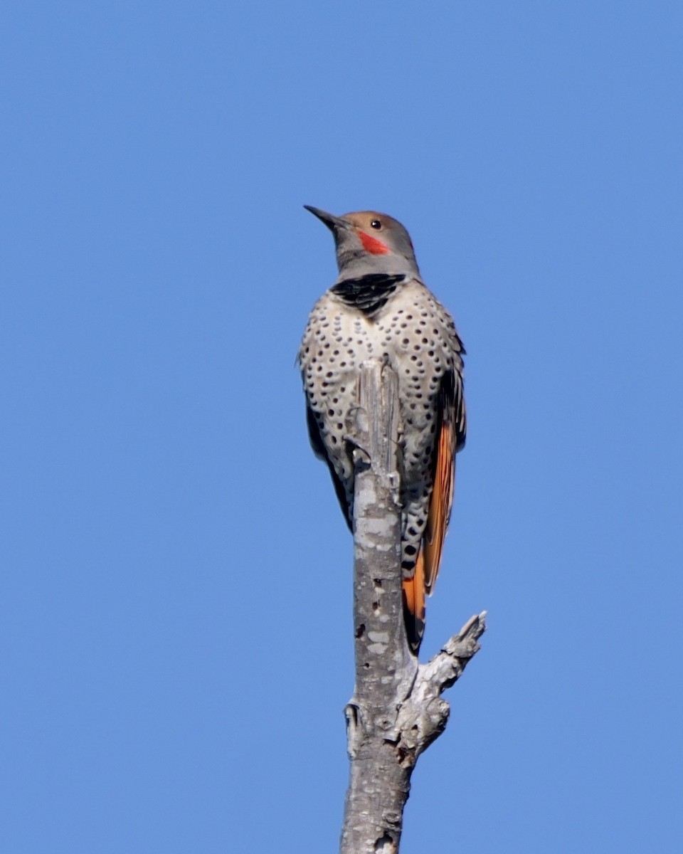 Northern Flicker (Red-shafted) - ML644668846