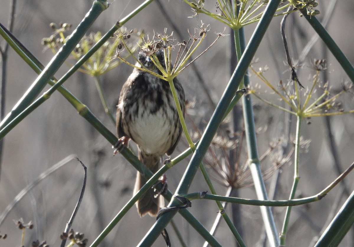 Song Sparrow - ML644668848