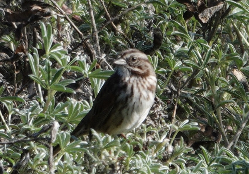 Song Sparrow - ML644668849
