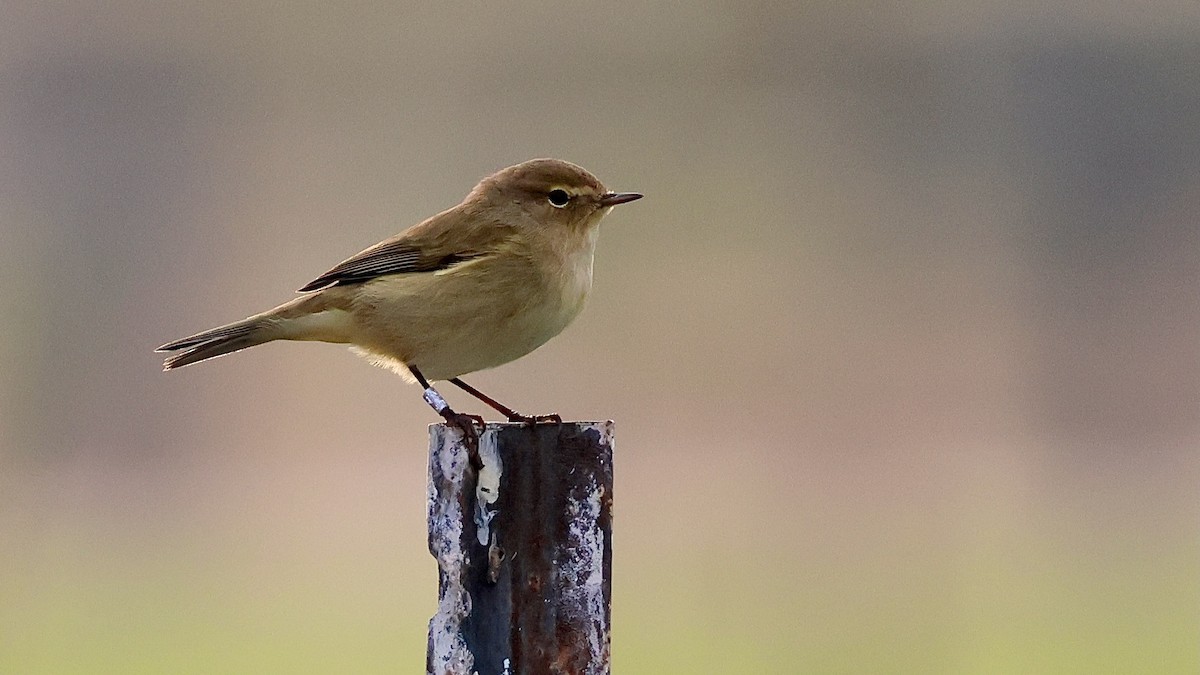 Mosquitero Común - ML644668853