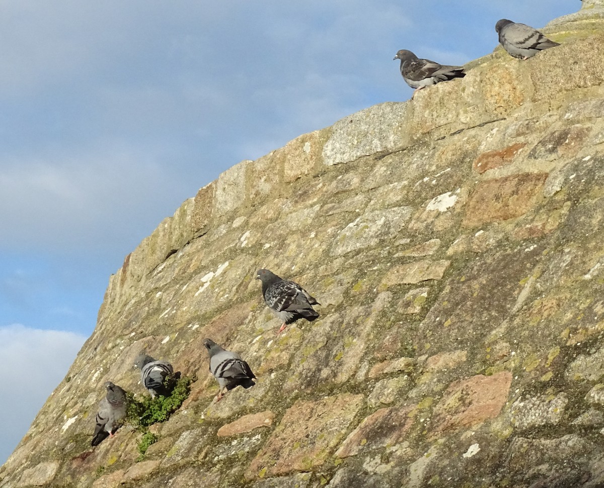 יונת בית - ML644668857