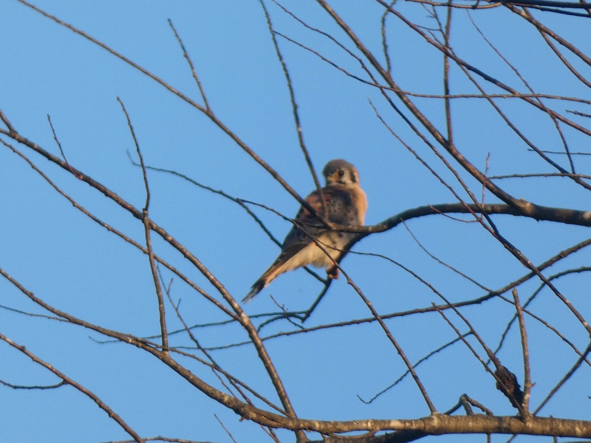 Buntfalke - ML644668858