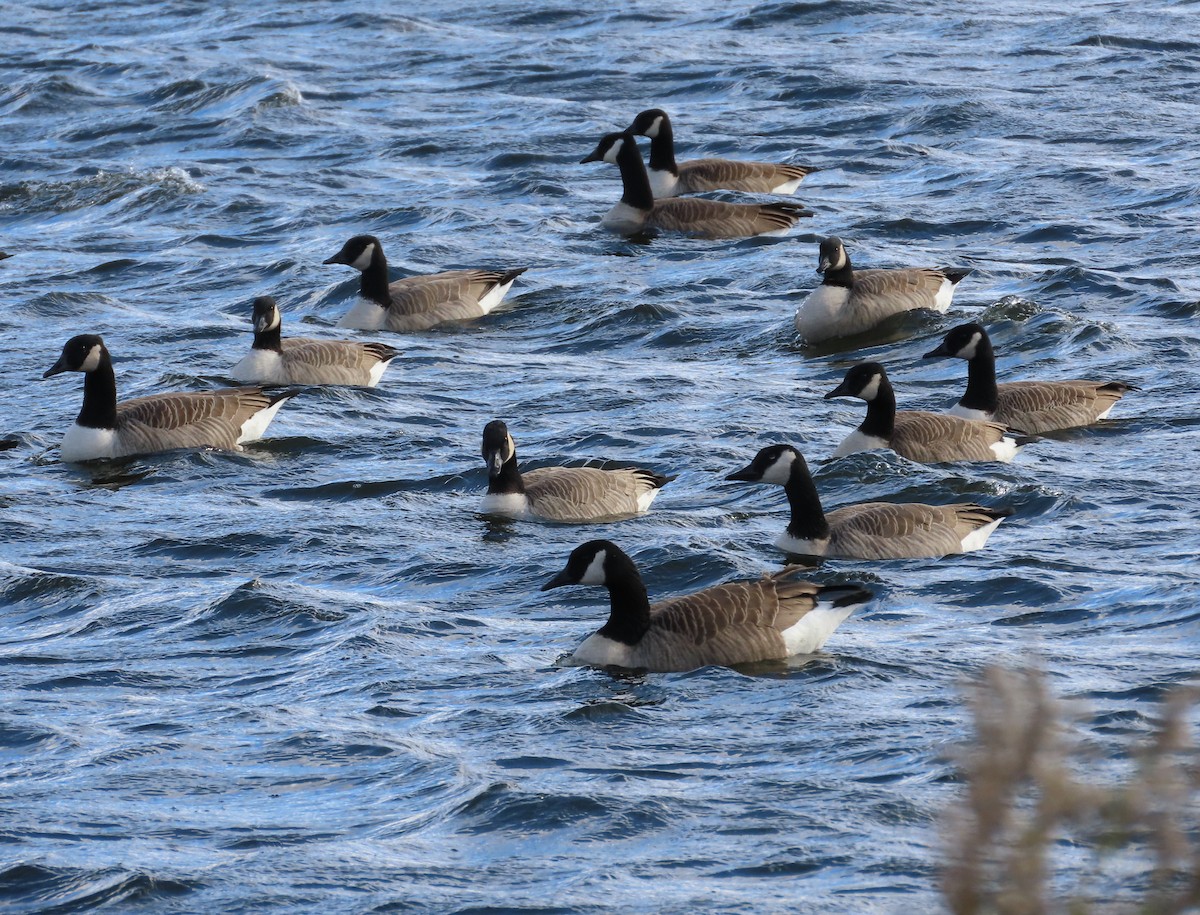 Canada Goose - ML644668859