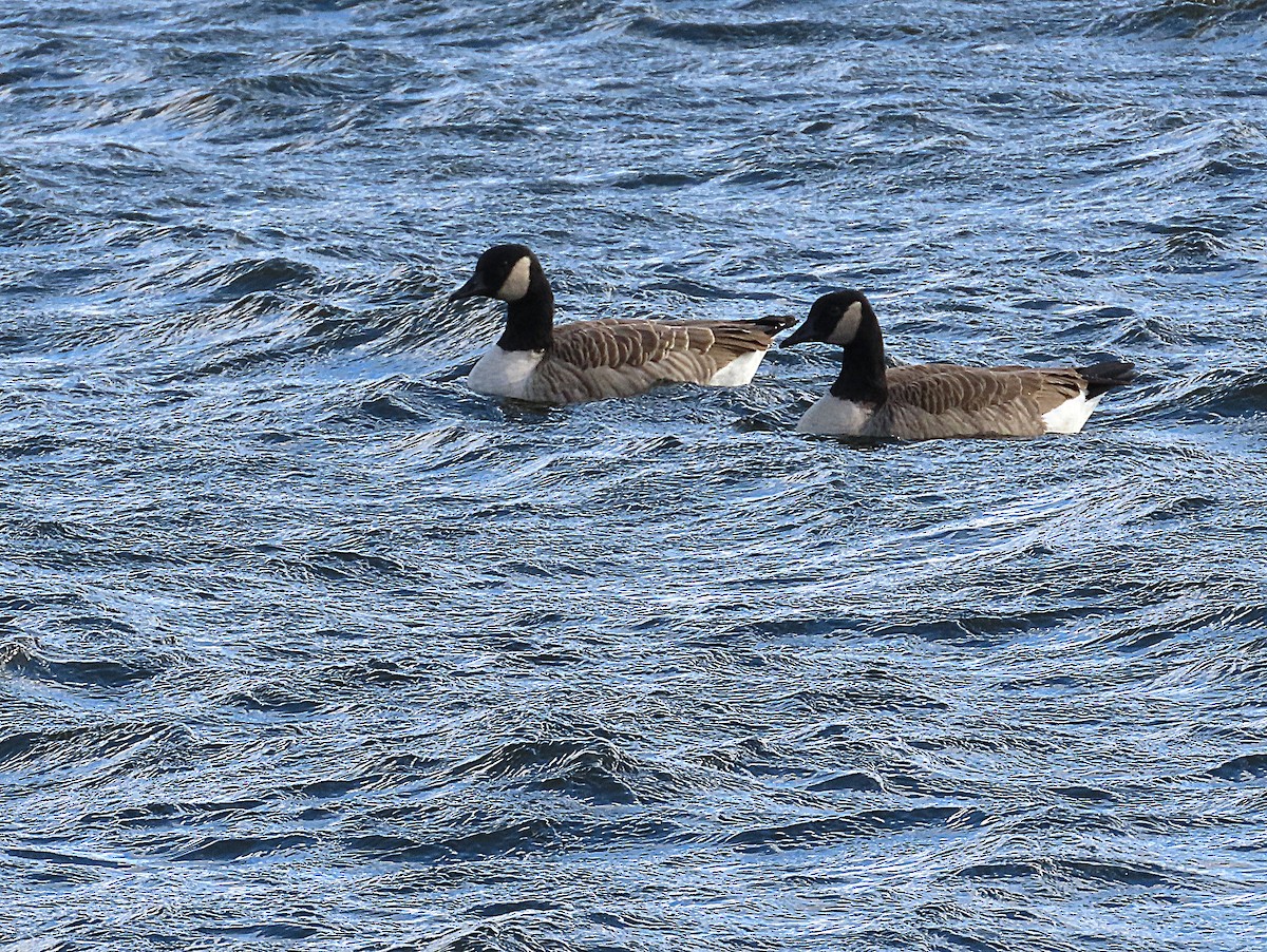 Canada Goose - ML644668860