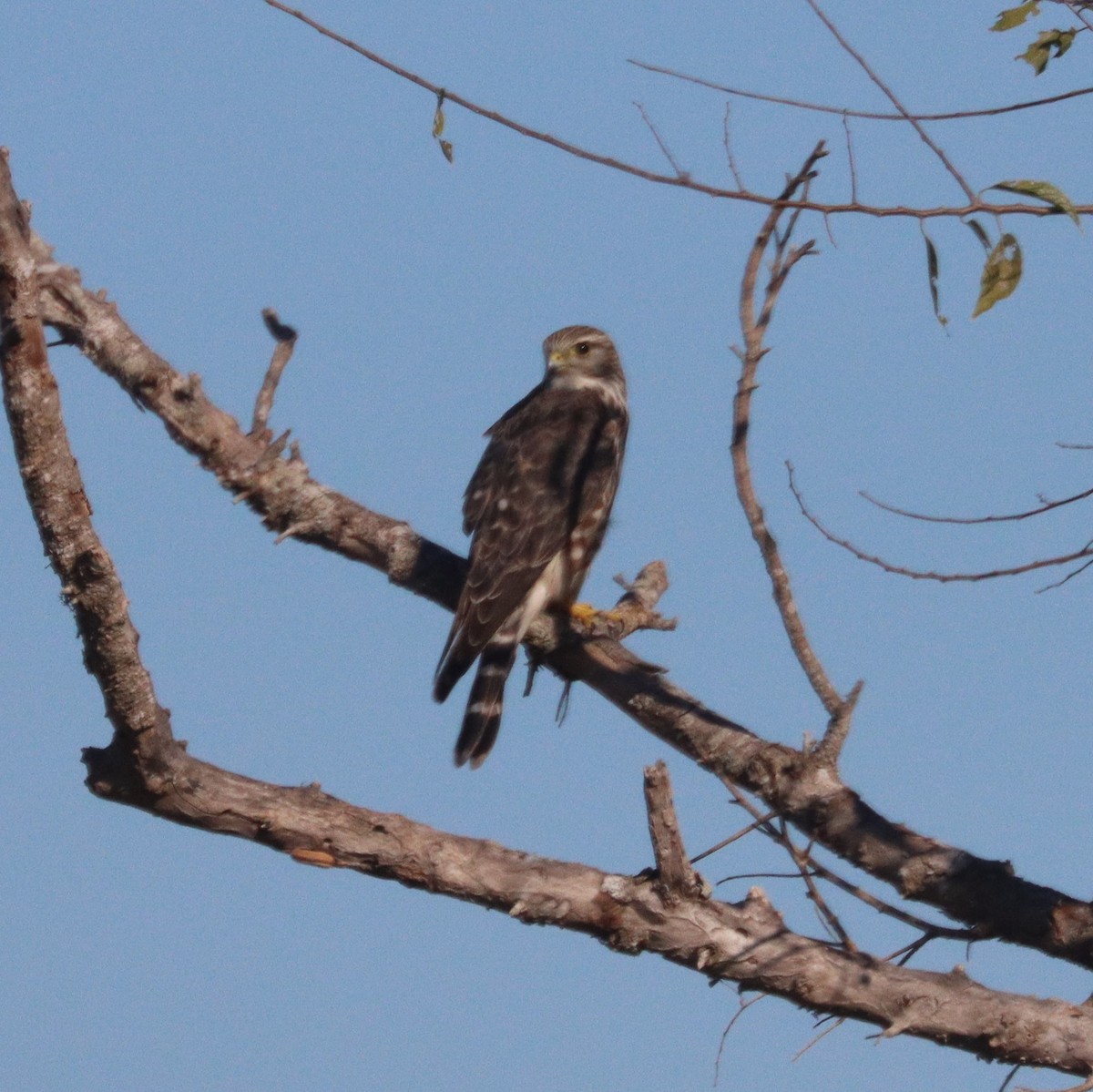 Merlin - ML644668868