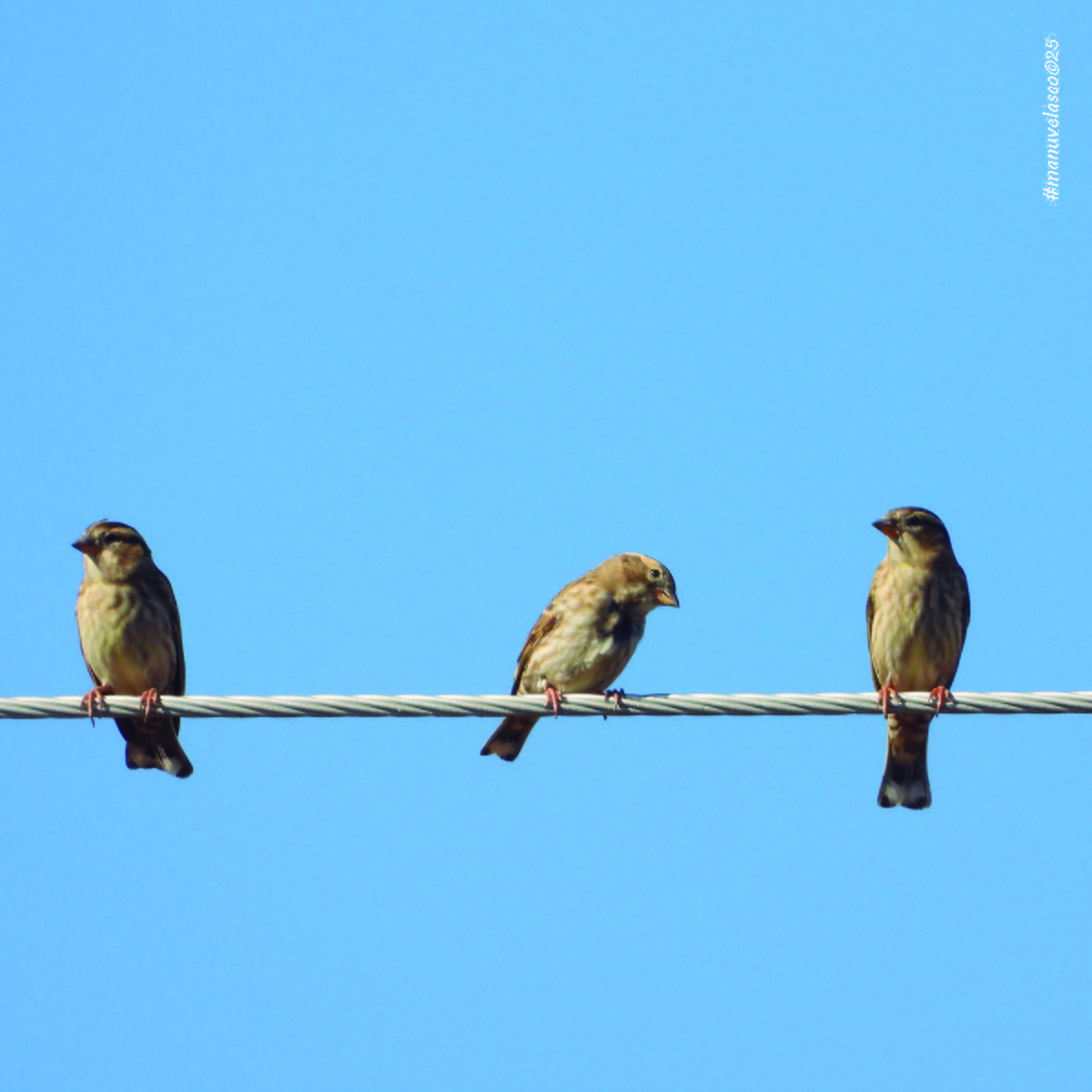 イワスズメ - ML644668869