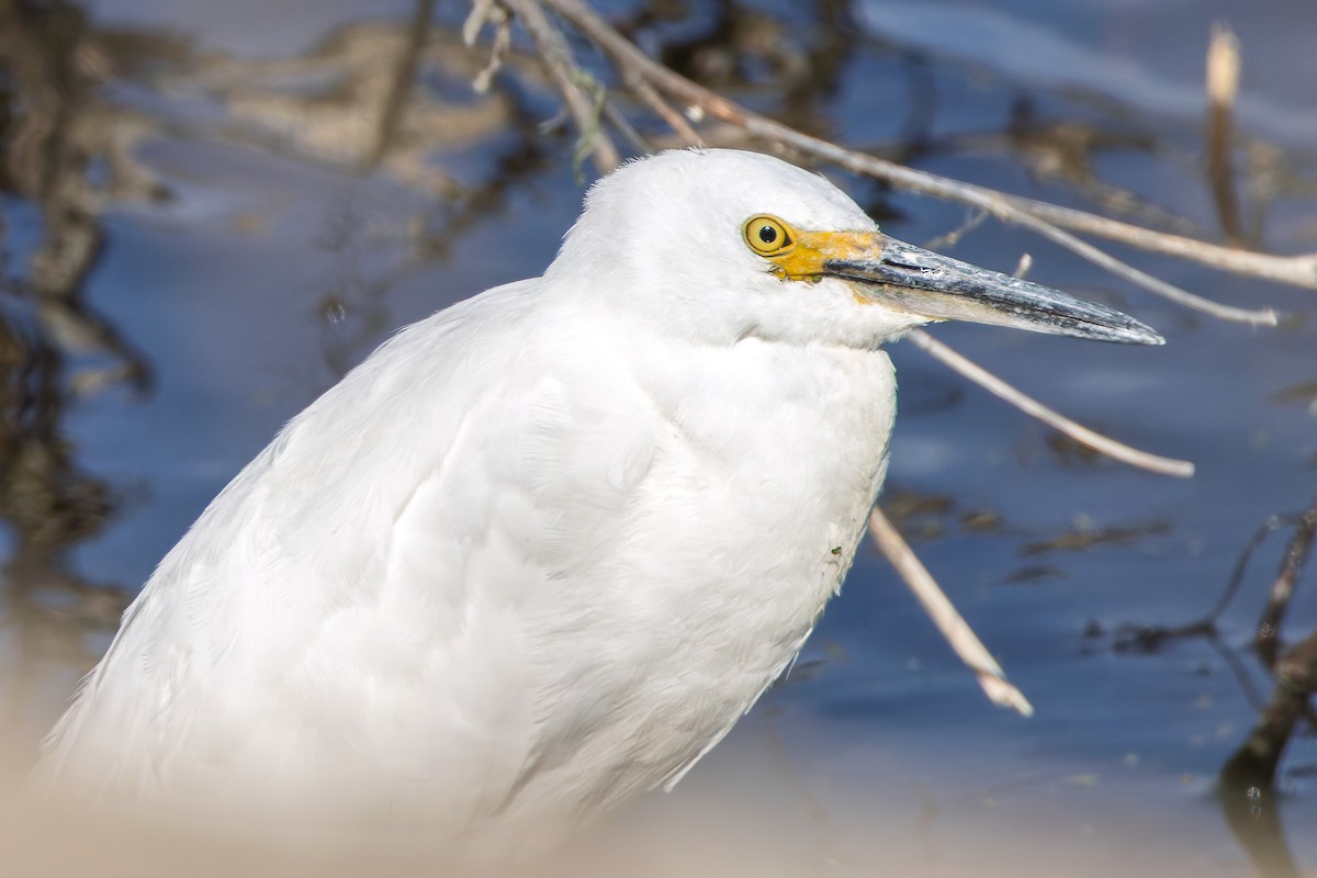 Schmuckreiher - ML644668876