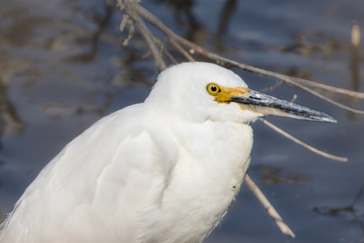 Schmuckreiher - ML644668877