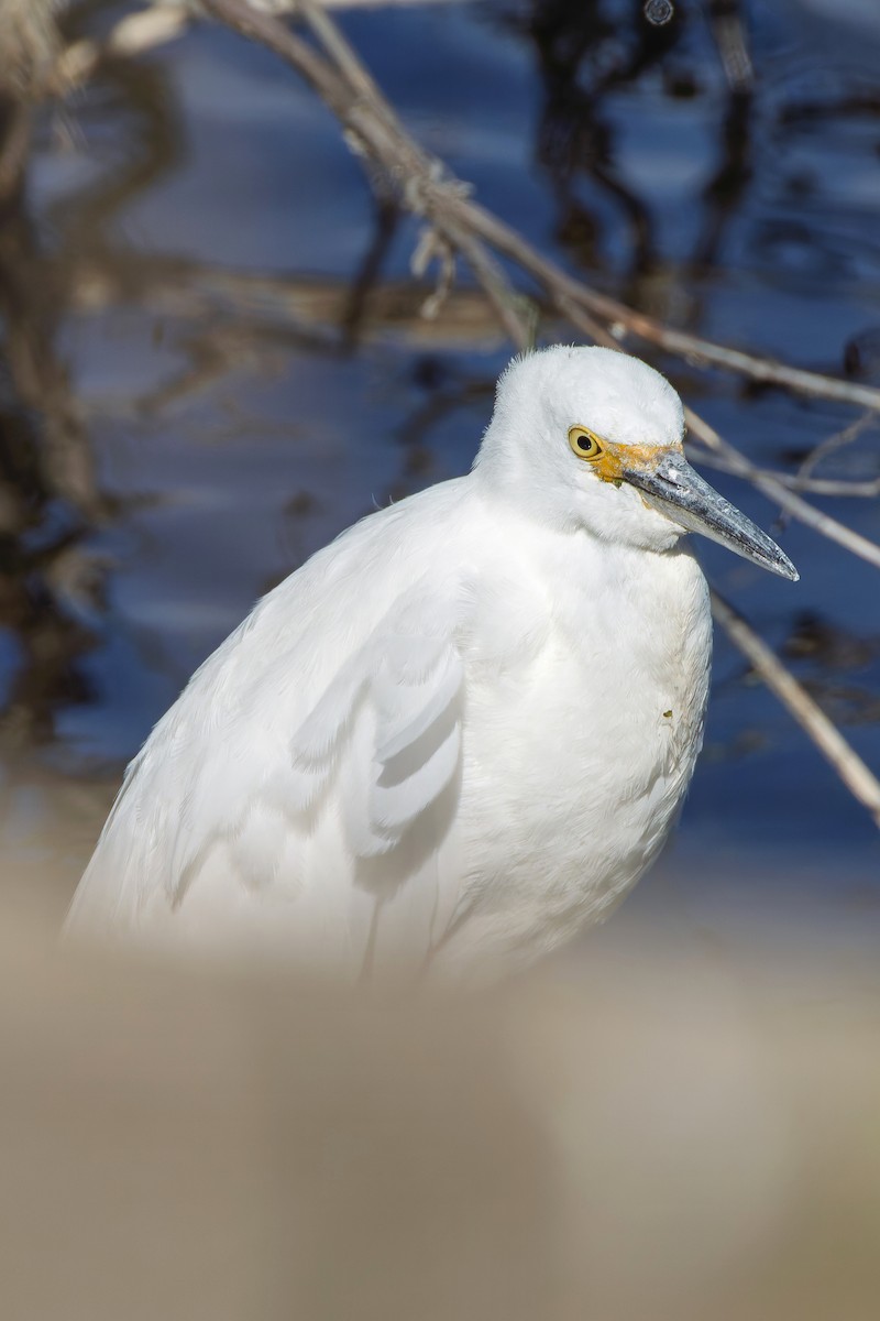 Schmuckreiher - ML644668878