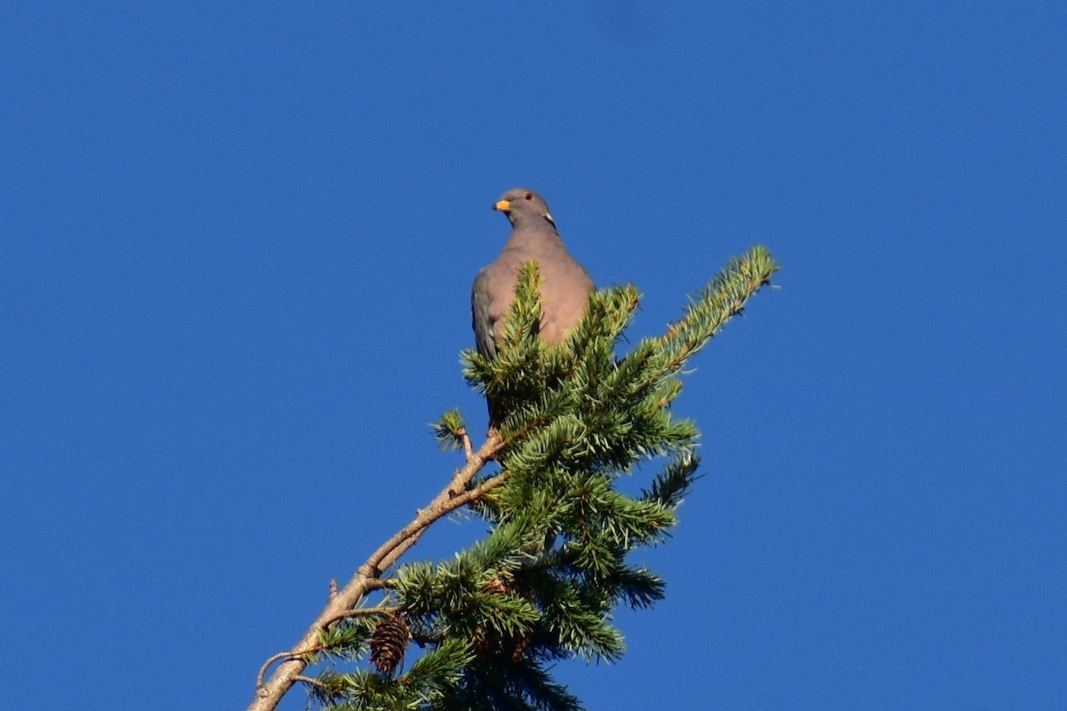 Pigeon à queue barrée - ML644668881