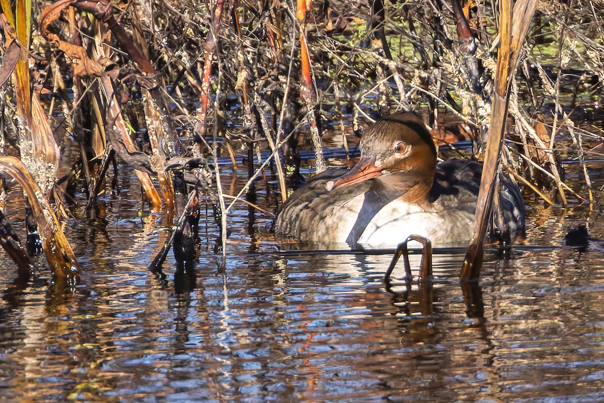 Mittelsäger - ML644668885