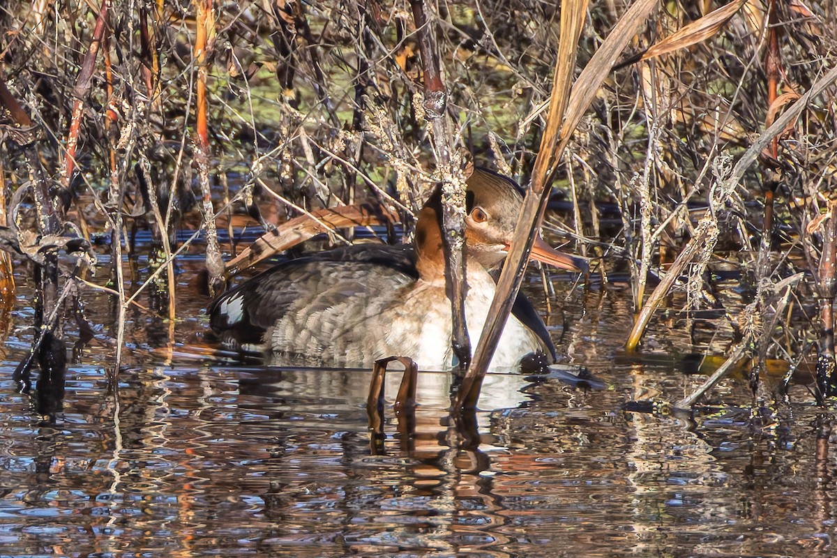 Mittelsäger - ML644668886