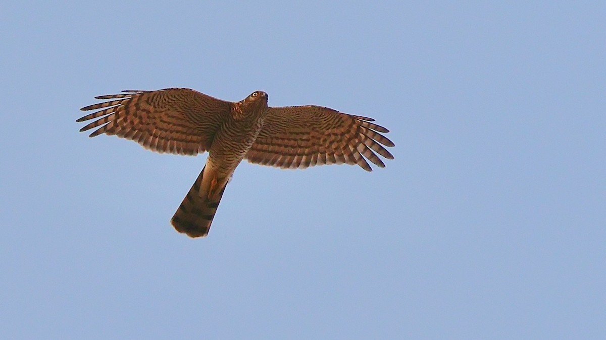 Atmaca - ML644668888