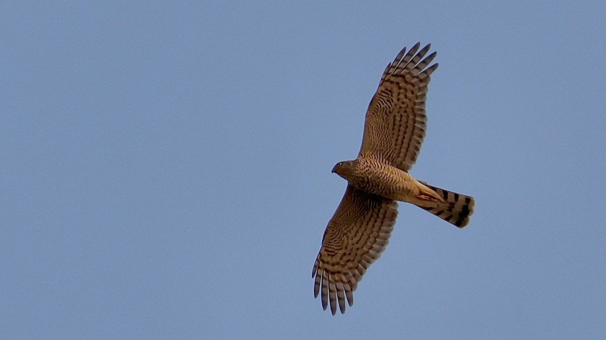 Atmaca - ML644668889