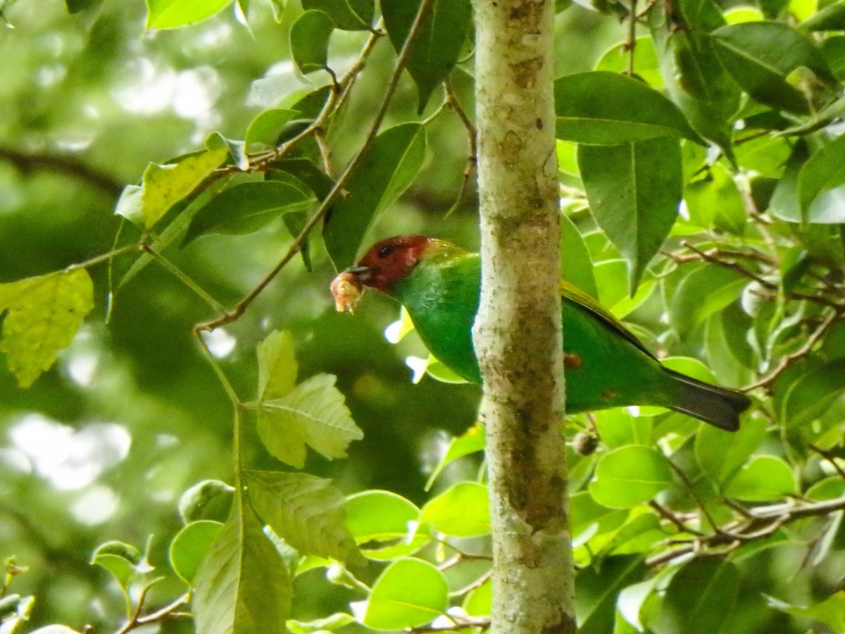 Bay-headed Tanager - ML644668891