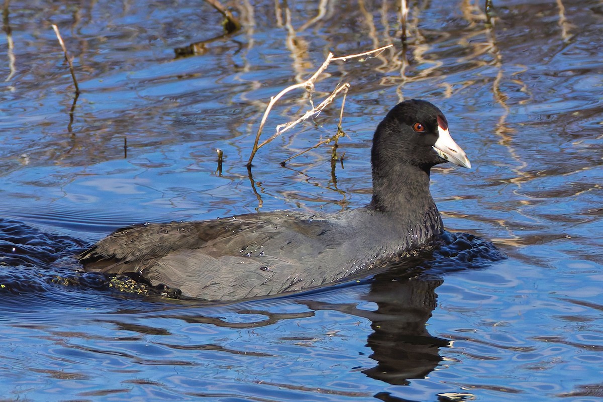 Indianerblässhuhn - ML644668892