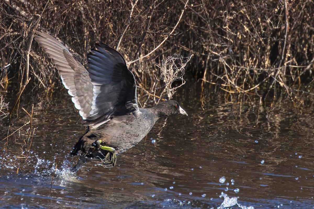 Indianerblässhuhn - ML644668893