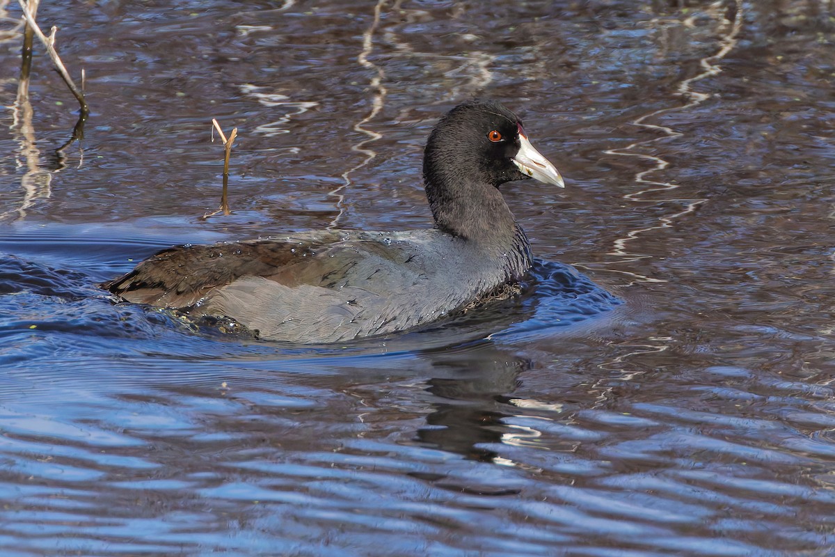Indianerblässhuhn - ML644668894
