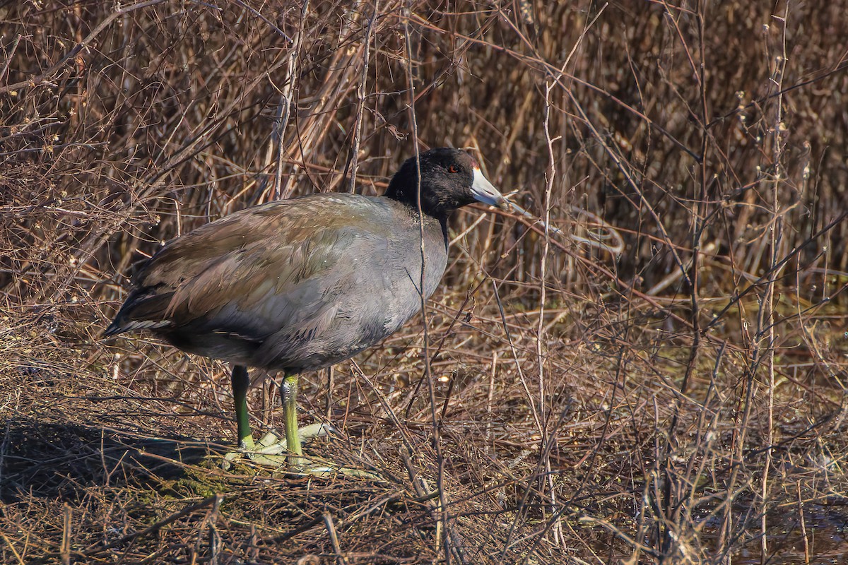 Indianerblässhuhn - ML644668895