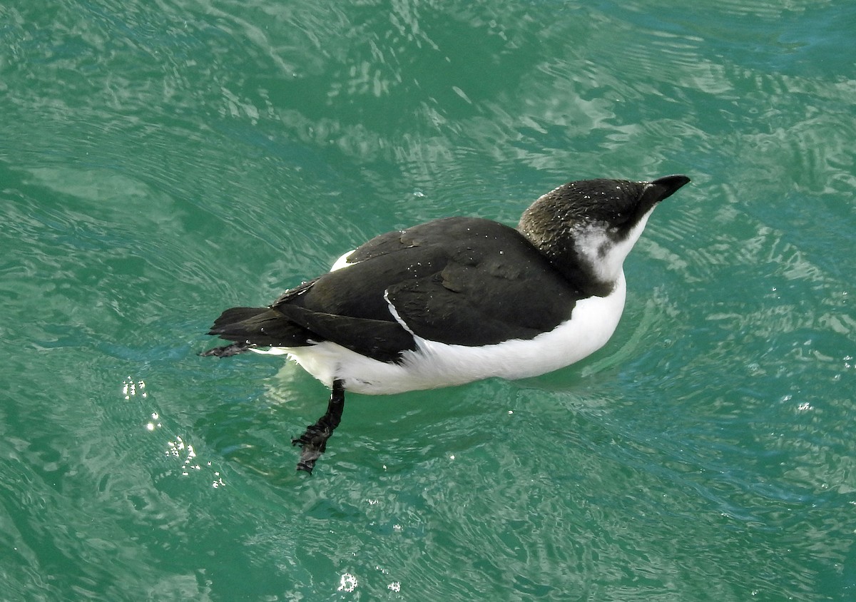 Razorbill - ML644668900