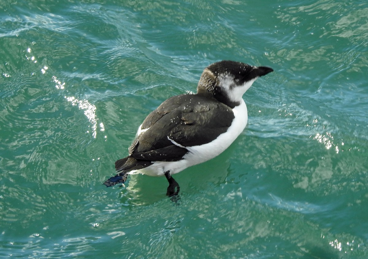 Razorbill - ML644668903