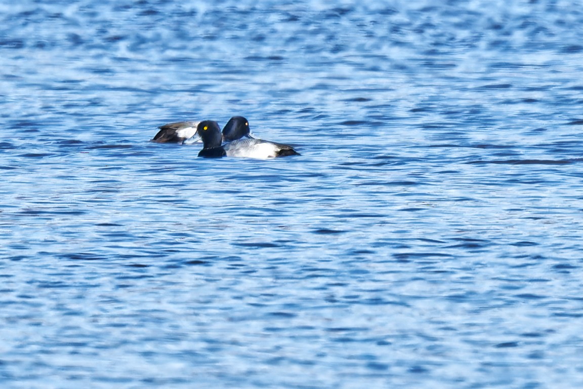 Fuligule milouinan - ML644668908