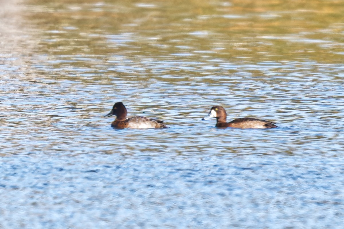 Fuligule milouinan - ML644668909