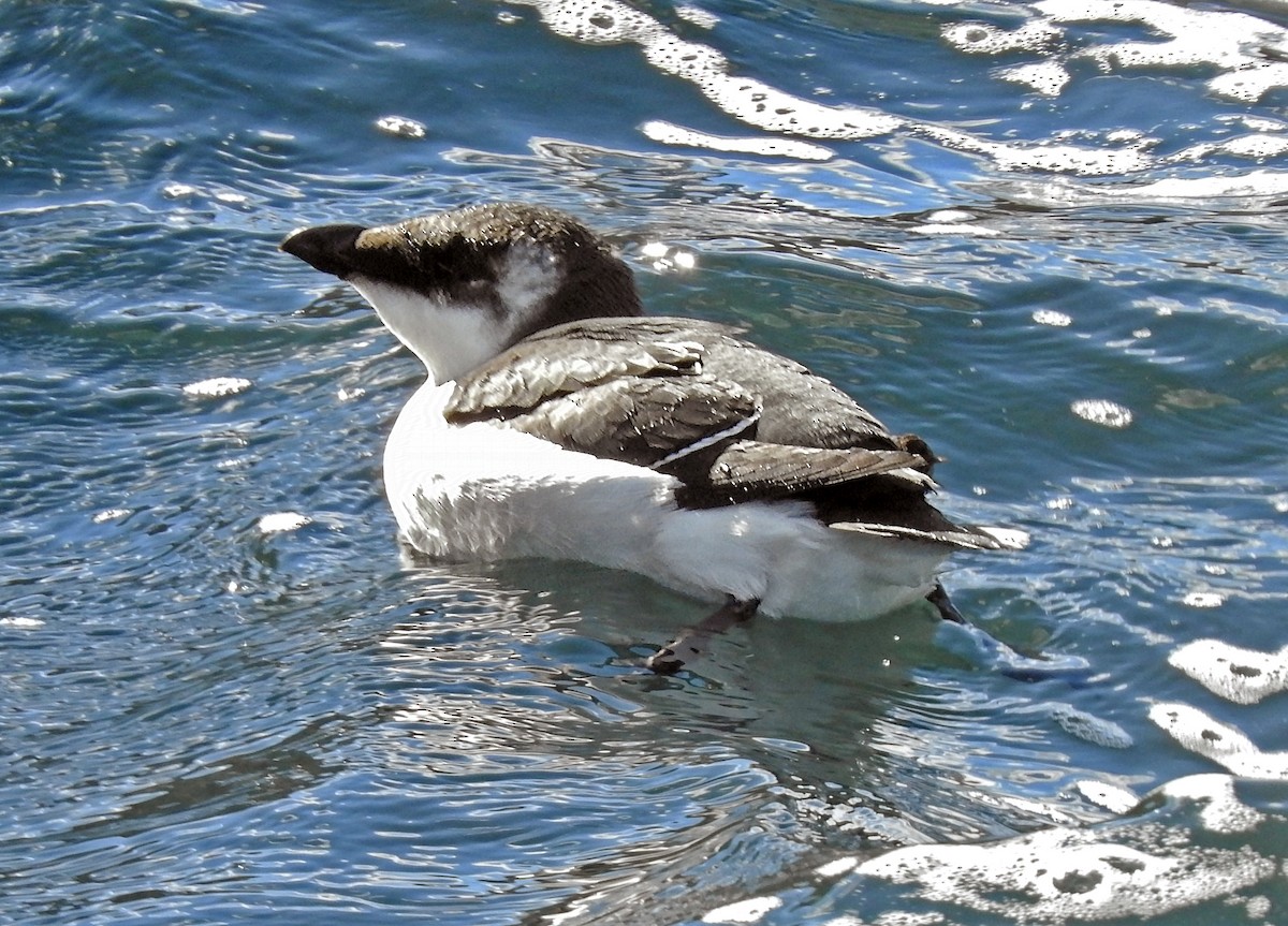 Razorbill - ML644668910
