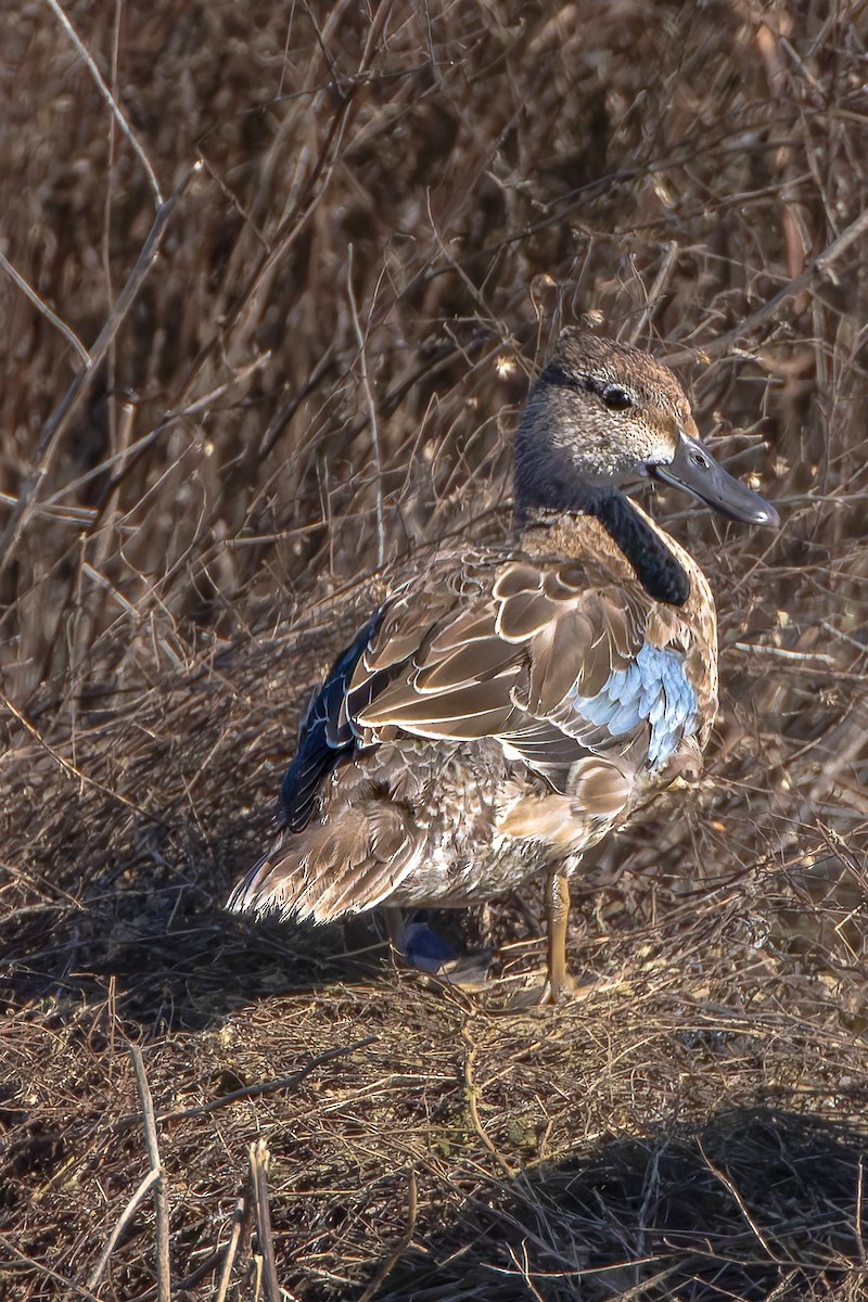 Blauflügelente - ML644668912