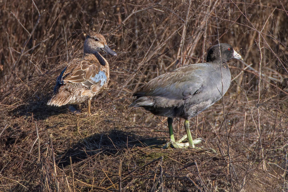 Blauflügelente - ML644668913
