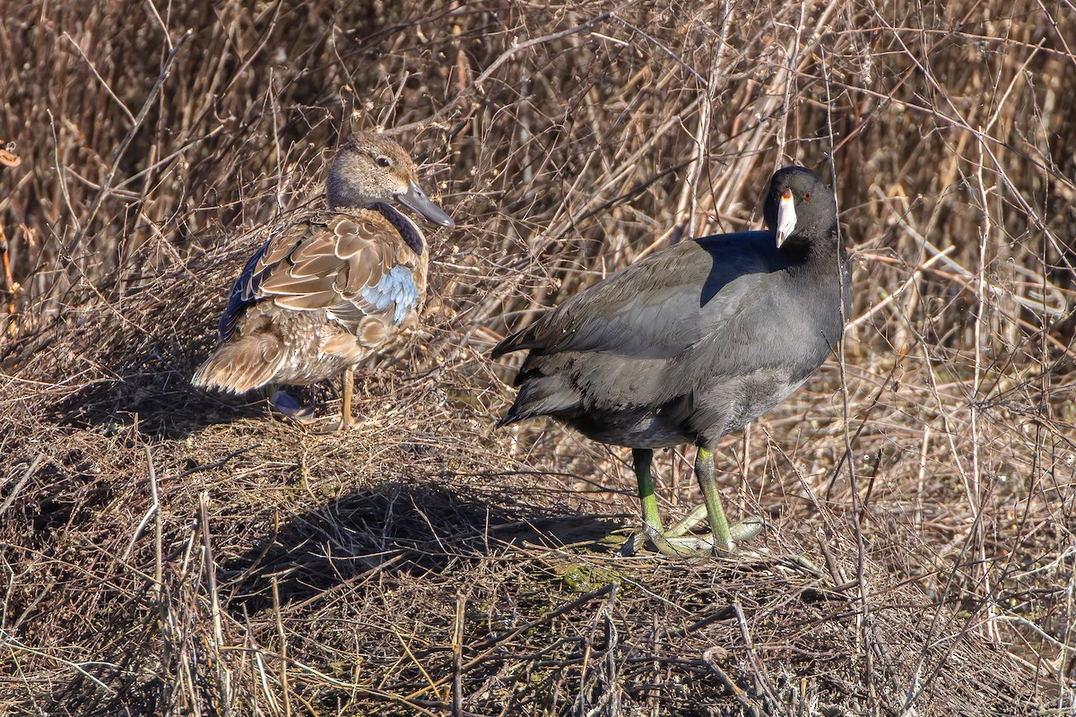 Blauflügelente - ML644668914