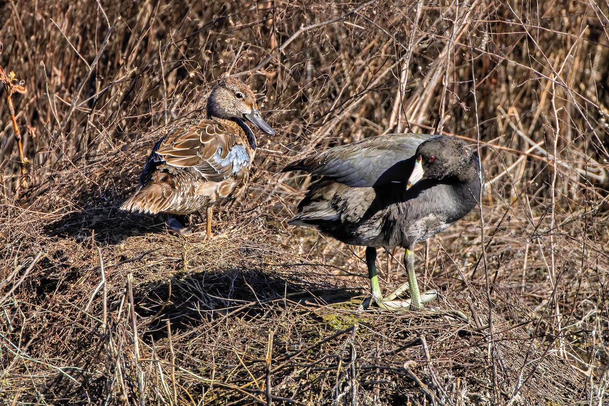 Blauflügelente - ML644668915