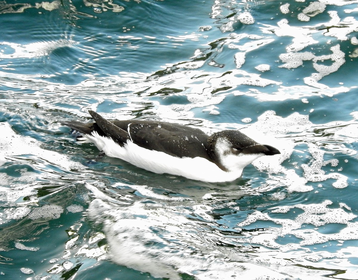 Razorbill - ML644668916
