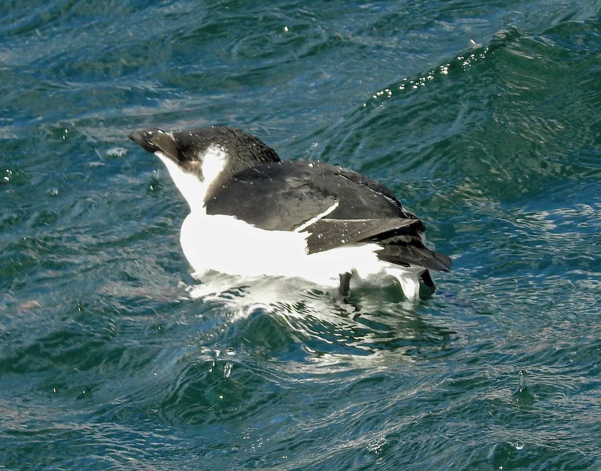 Razorbill - ML644668918