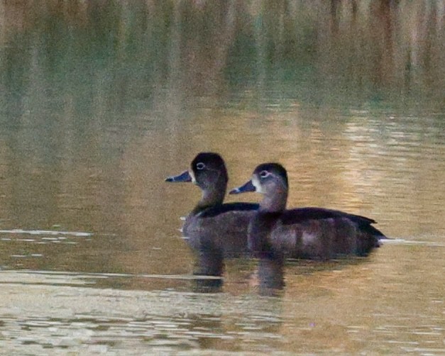 Ring-necked Duck - ML644668929