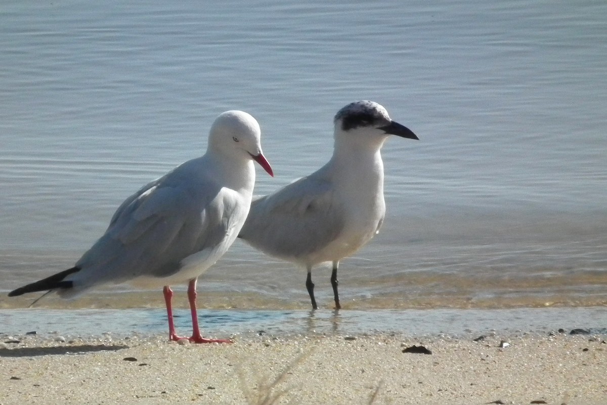 Крячок товстоногий - ML644668933