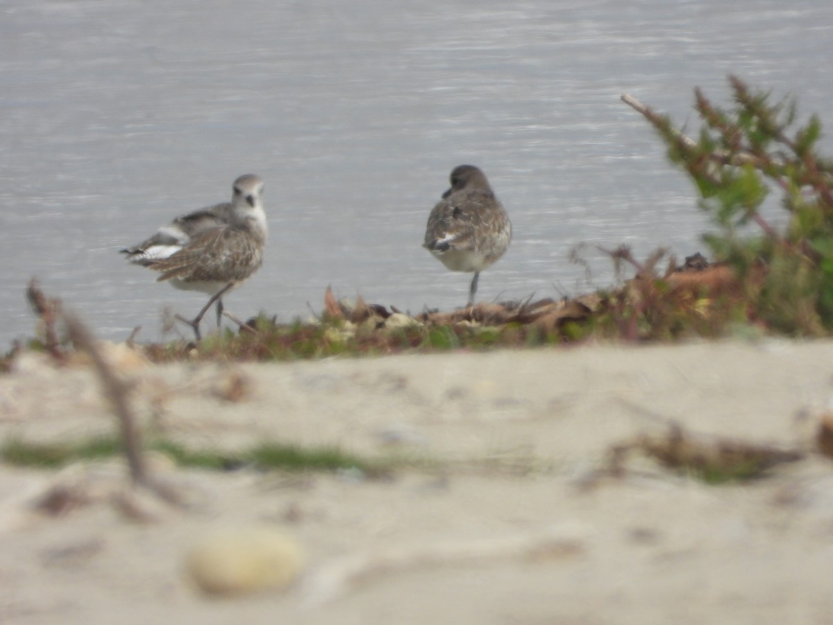 Black-bellied Plover - ML644668937