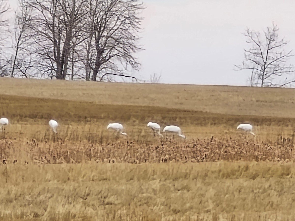 アメリカシロヅル - ML644668942